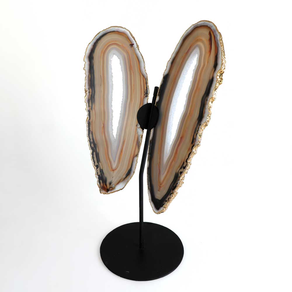 AGate slice butterfly wing display photographed on white background. Australian Museum Shop online