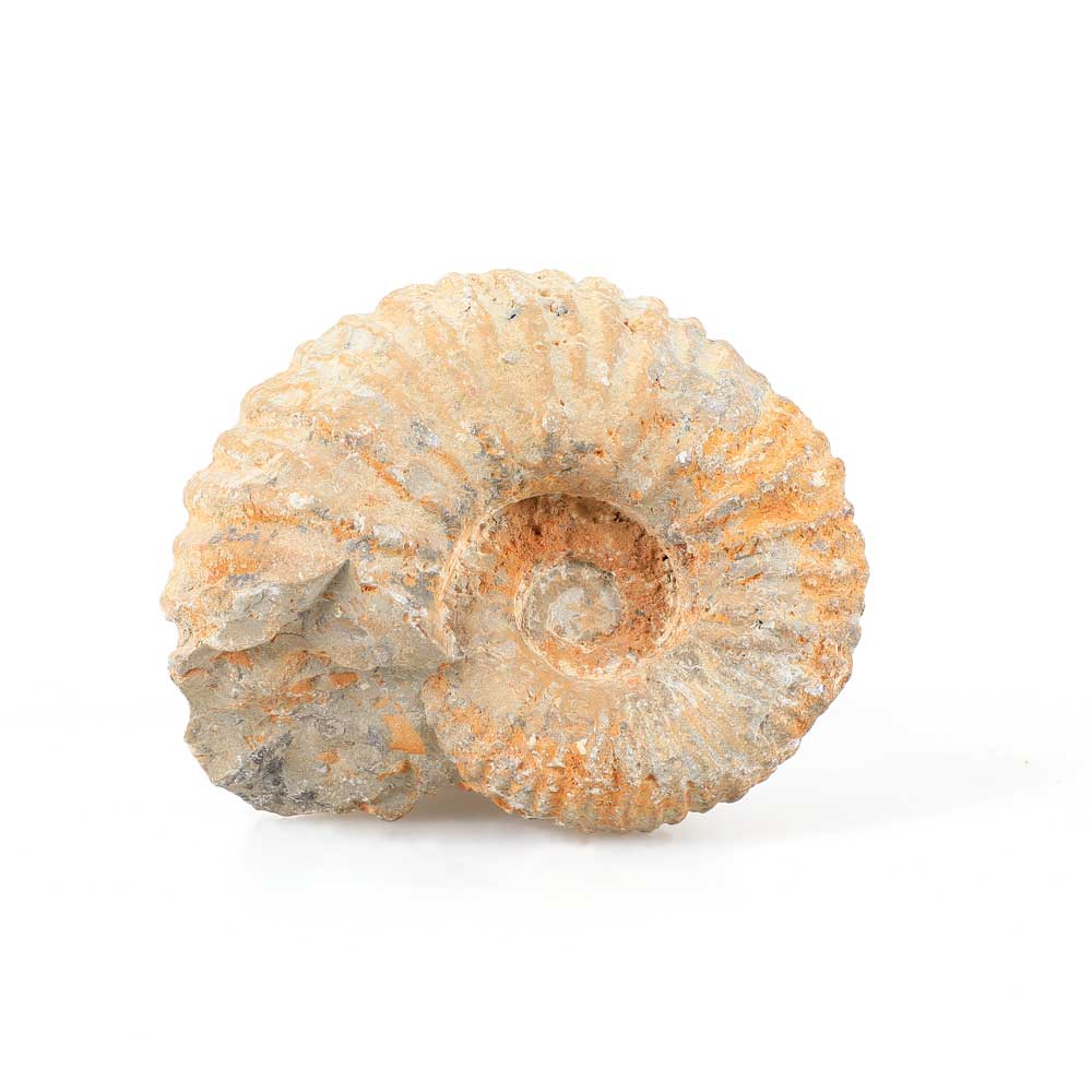 Ammonite shell cretaceous period Agadir, Morocco. Australian Museum Shop online