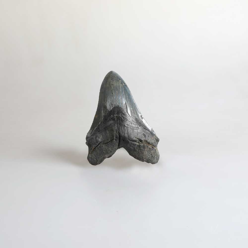 Carcharadon sp fossil shark tooth specimen photographed against white background. Australian Museum Shop online