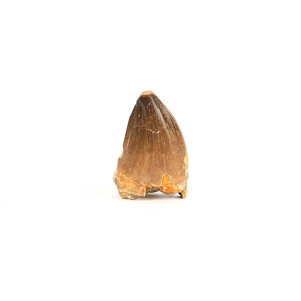 Mososaur tooth, cretaceous period, on white background