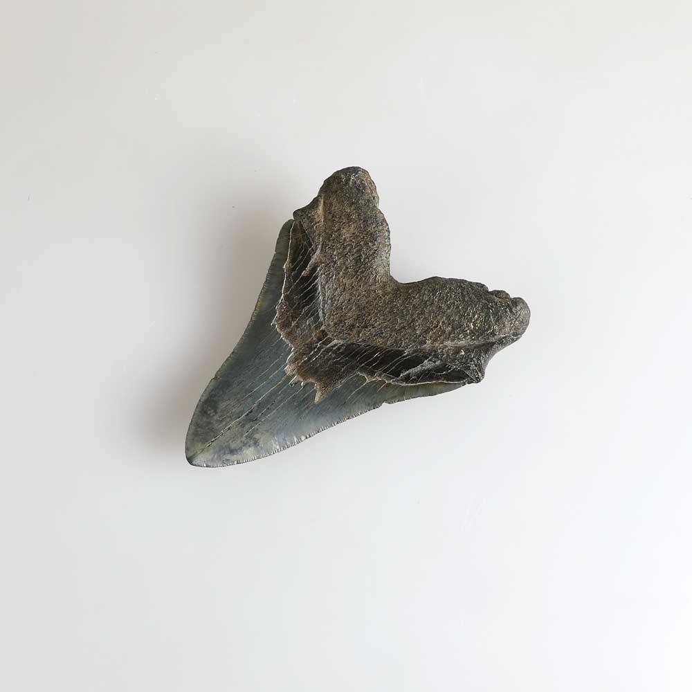 Carcharadon sp fossil shark tooth specimen photographed against white background. Australian Museum Shop online