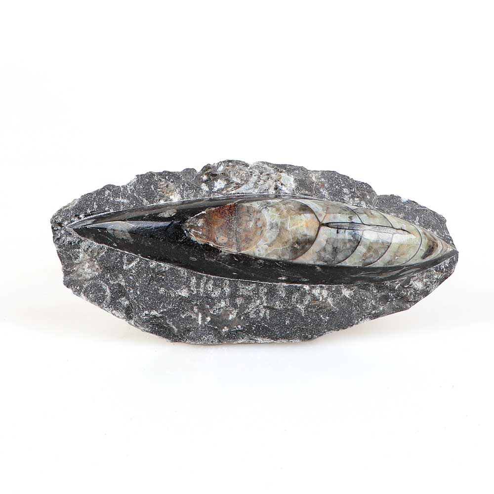 Polished chambered nautiloid fossils in black marble Australian Museum shop online