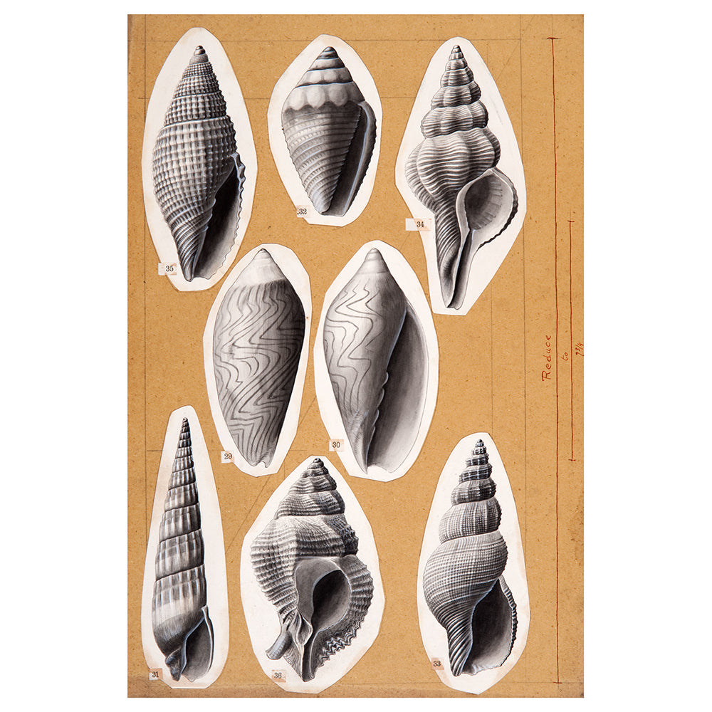 Shell illustrations cut out and pasted onto craft paper. printed on archival quality rag paper. Photographed on white background for the Australian Museum shop online