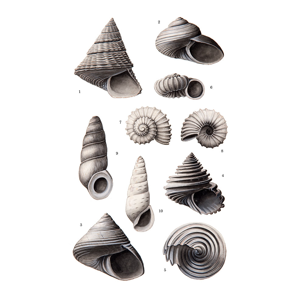 Shell illustrations cut out and pasted onto white board. printed on archival quality rag paper. Photographed on white background for the Australian Museum shop online
