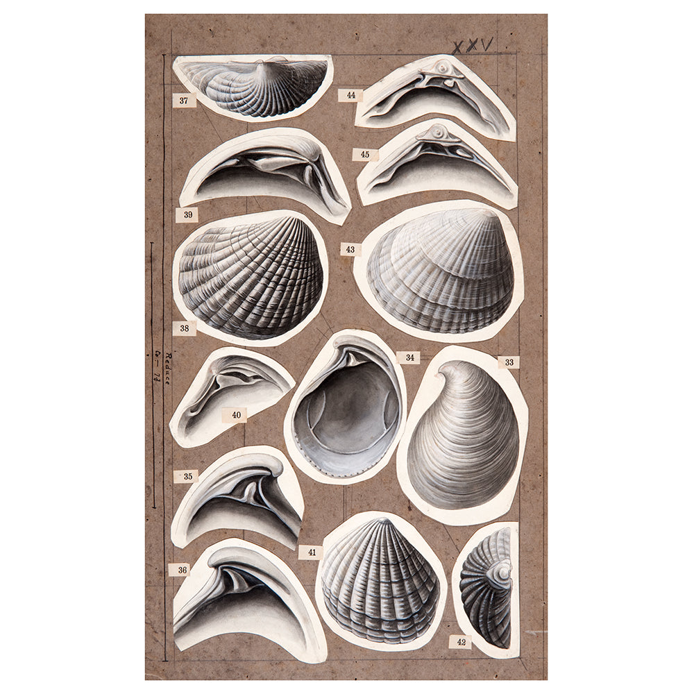 Shell illustrations cut out and pasted onto oak board. printed on archival quality rag paper. Photographed on white background for the Australian Museum shop online