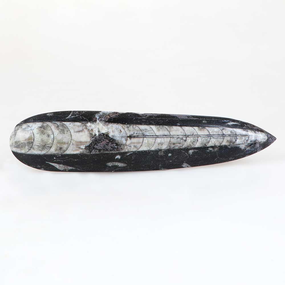 Polished chambered nautiloid fossil in black marble australian museum shop online