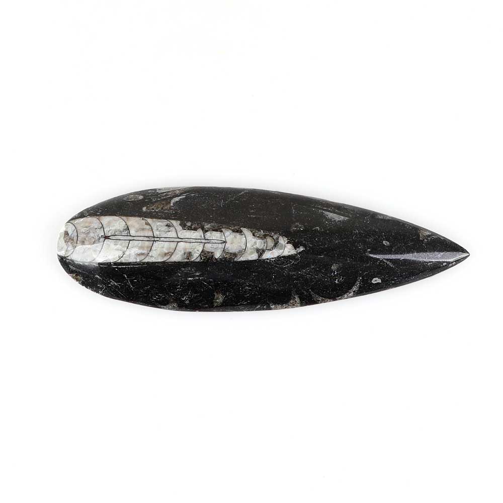 Polished chambered nautiloid fossils in black marble Australian Museum shop online