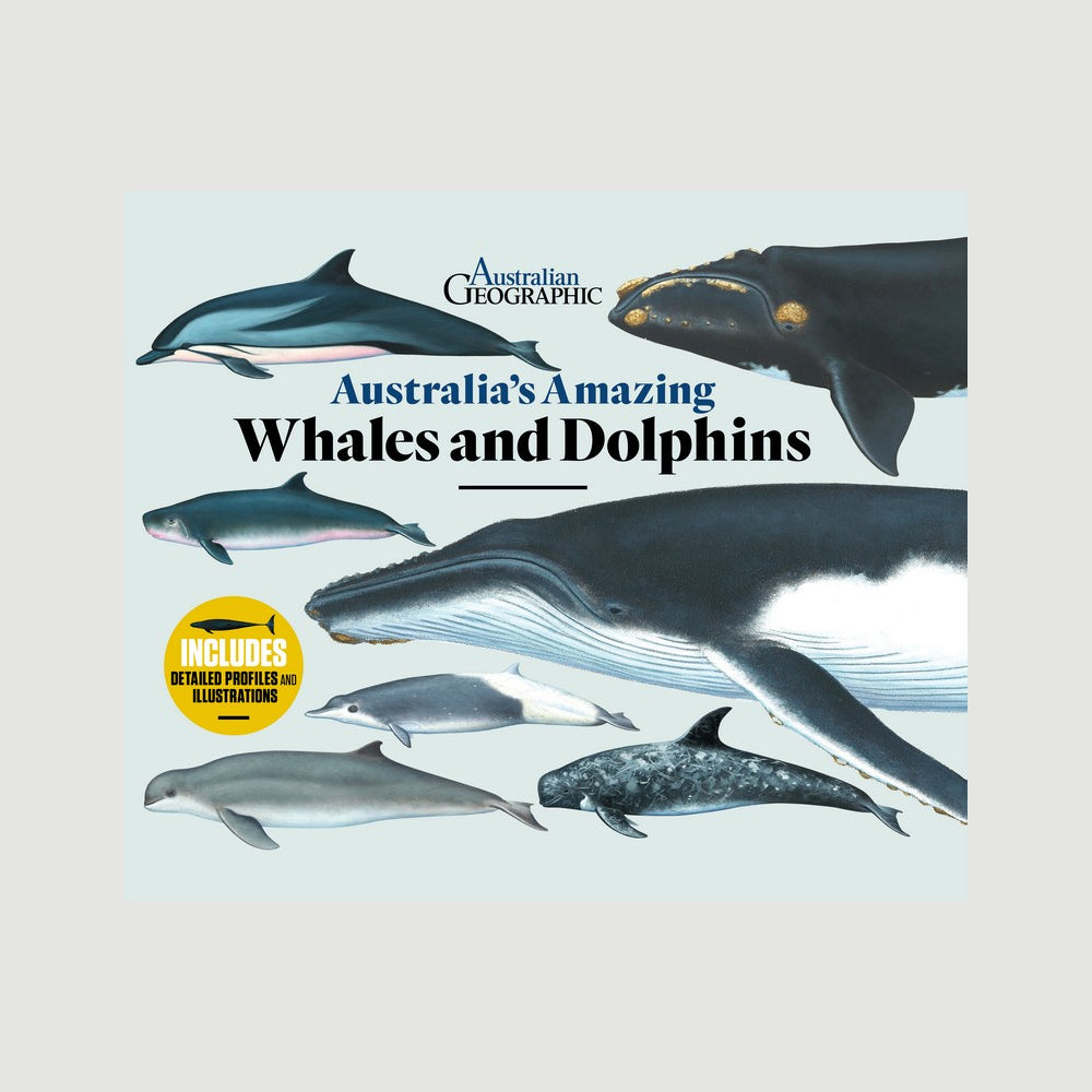 Australias amazing whales and dolphins. Illustrated book about the 45 species of whales and dolphins that frequent Australian waters. Australian museum shop online