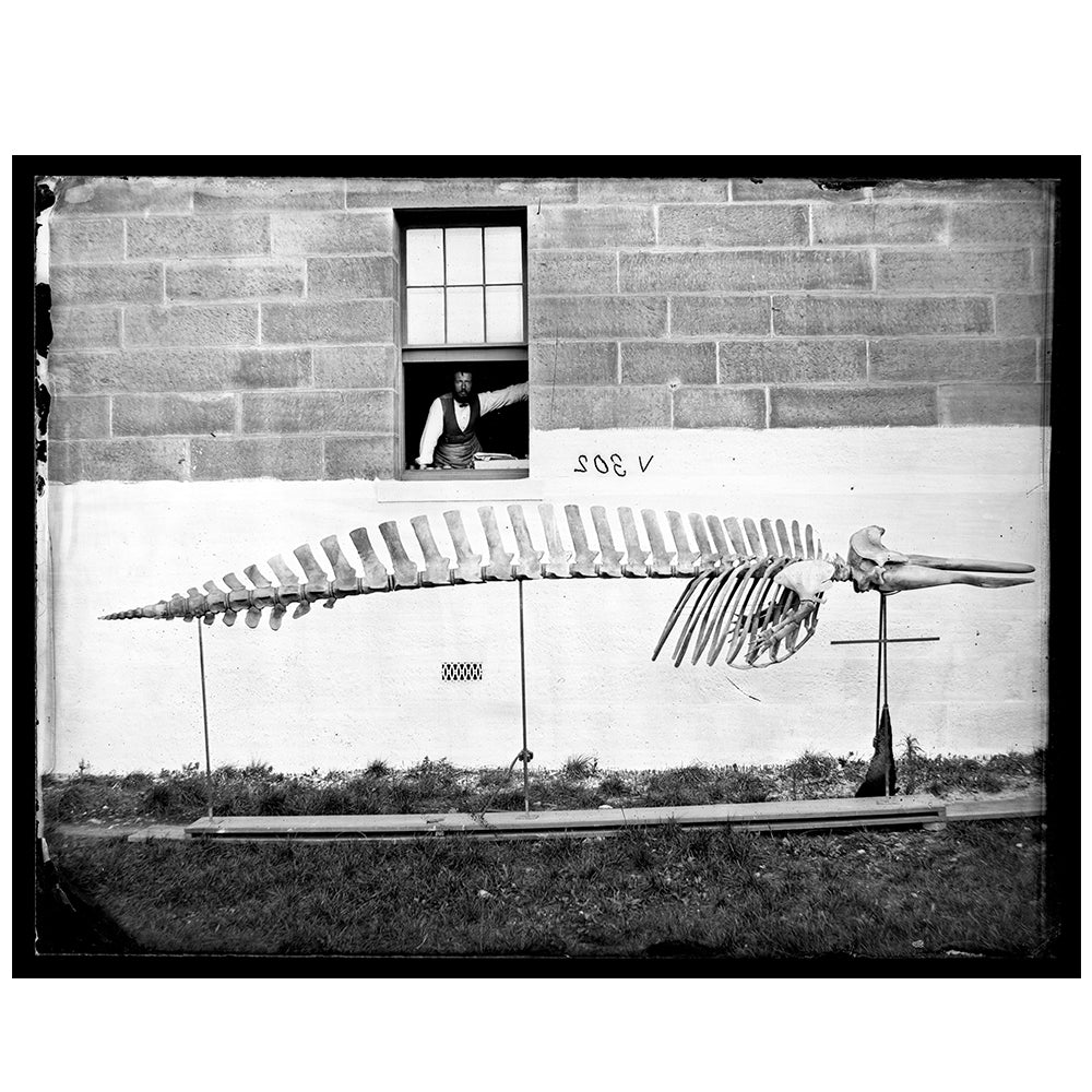 Beaked Whale skeleton Capturing Nature series Australian Museum Shop Online