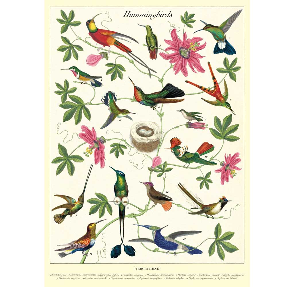 Hummingbirds vintage artwork poster Australian Museum shop online