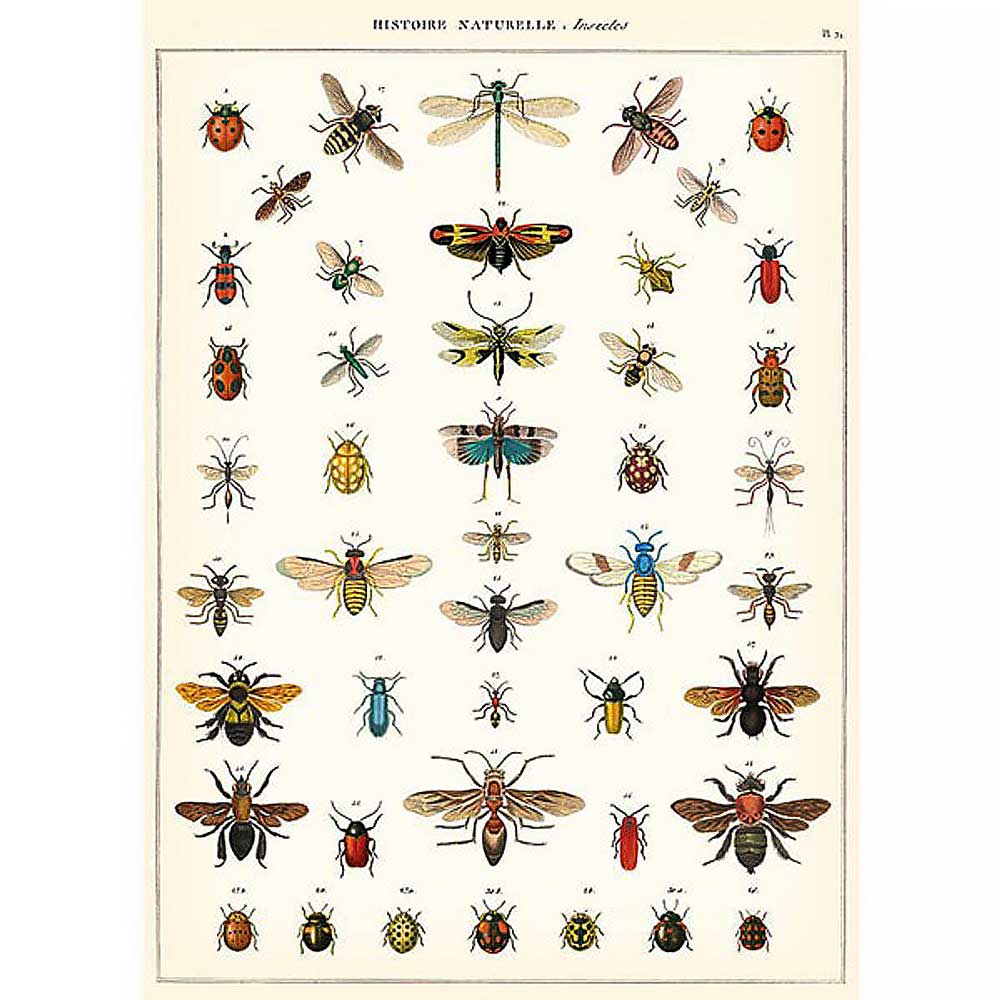 Natural history insects poster Australian Museum shop online