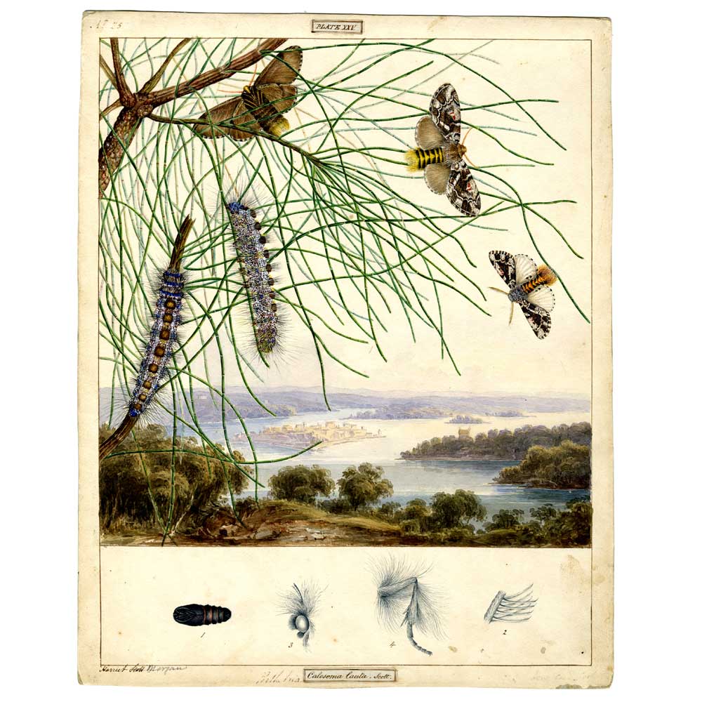 Aglaosoma variegatum (Notodontid Moth) - Scott Sisters Print Australian Museum Shop online