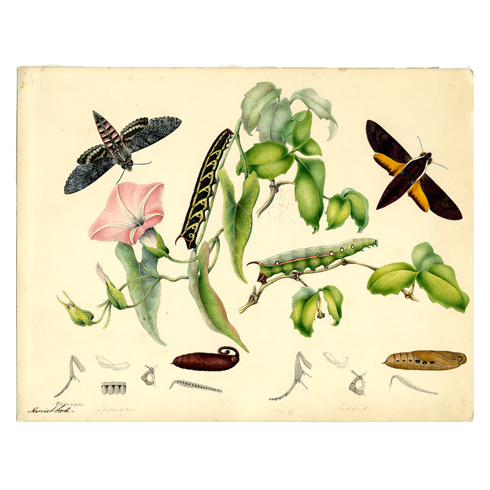 Agrius convolvuli (Convolvulus Hawk Moth) and Gnathothlibus erotus (Hawk Moth) - Scott Sisters Print