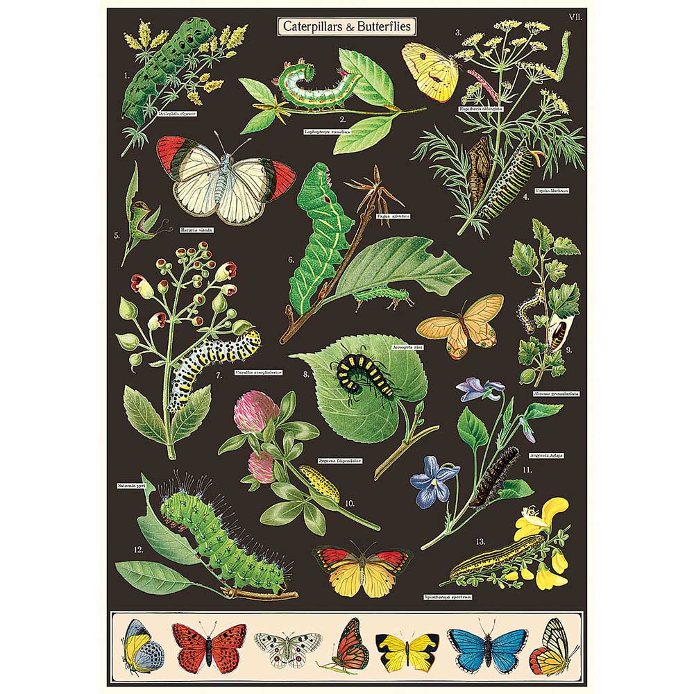 caterpillars and butterflies poster or gift wrap Australian museum shop online
