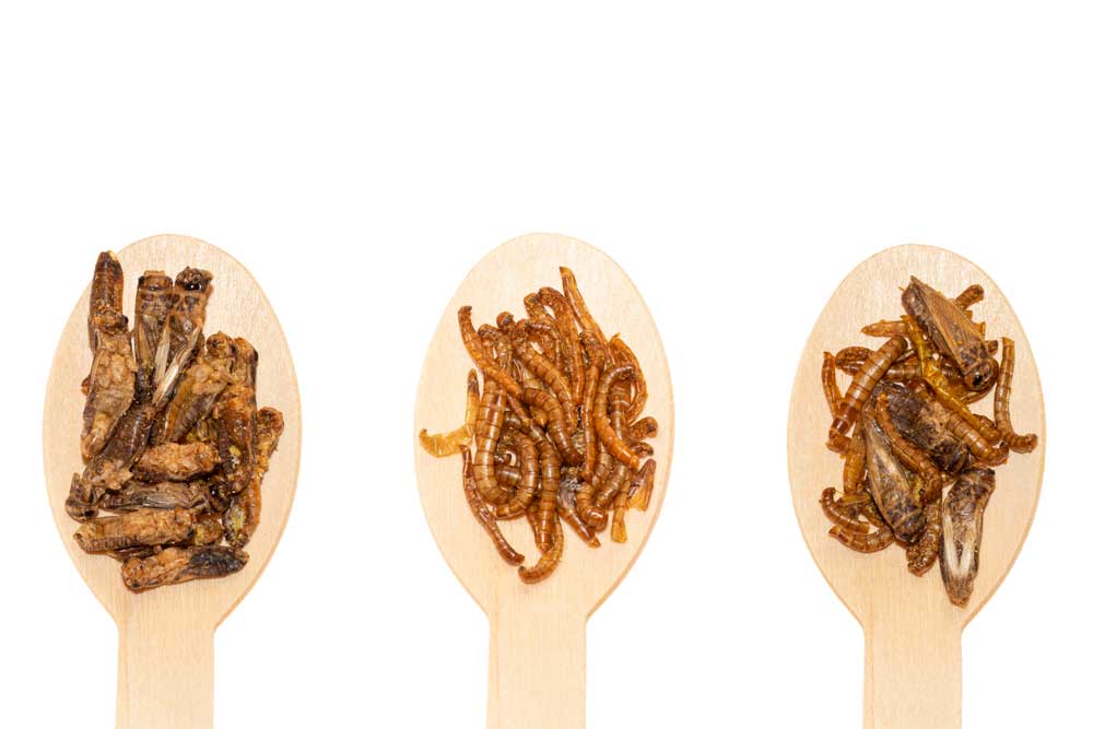 Edible insects meal worms and crickets on bamboo spoons on white background Australian Museum shop online