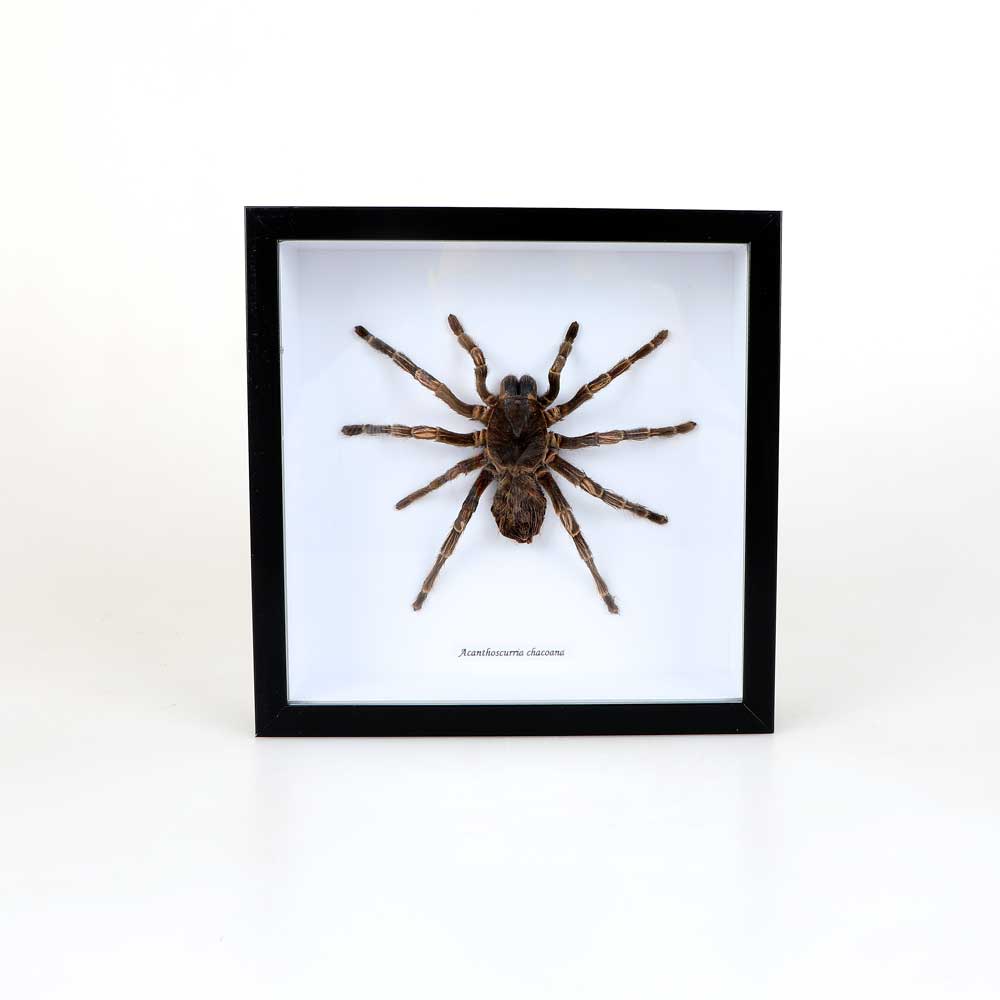 Acanthoscurria-Juruenicola framed specimen on white background. Australian Museum Shop online