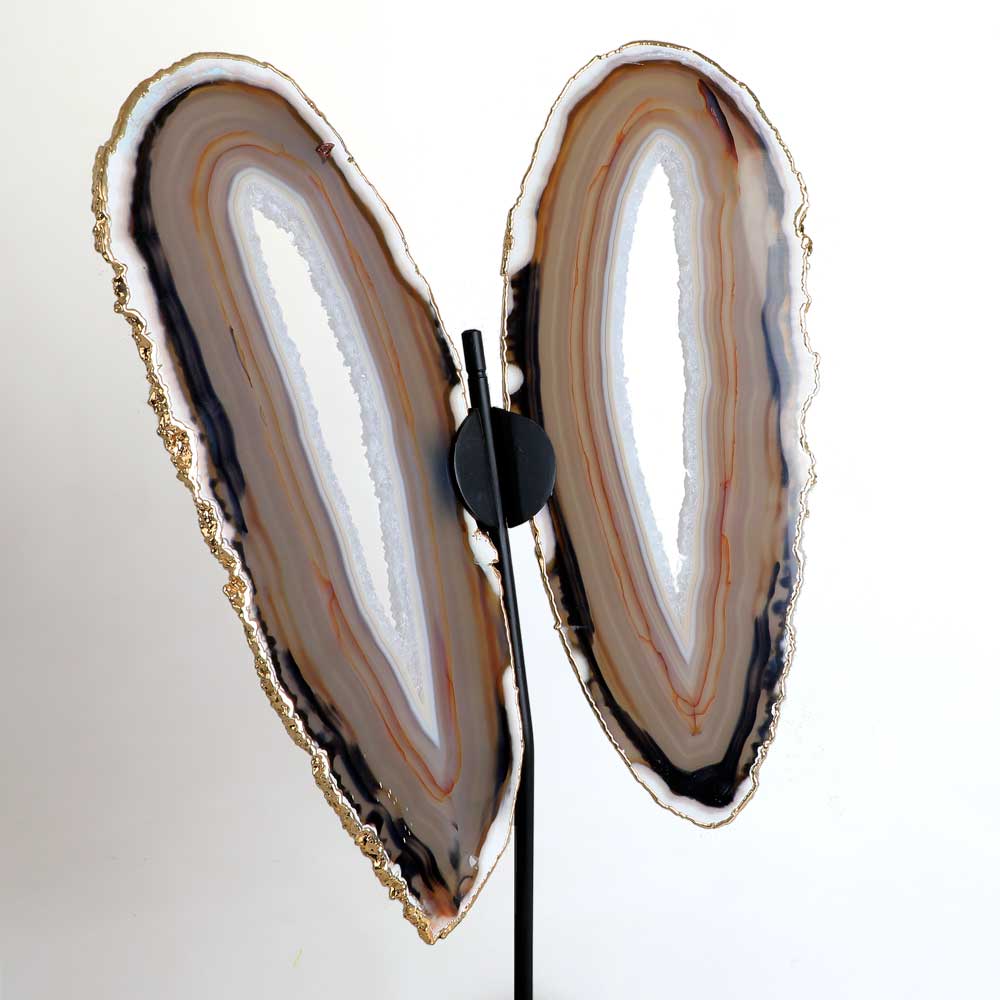 AGate slice butterfly wing display photographed on white background. Australian Museum Shop online