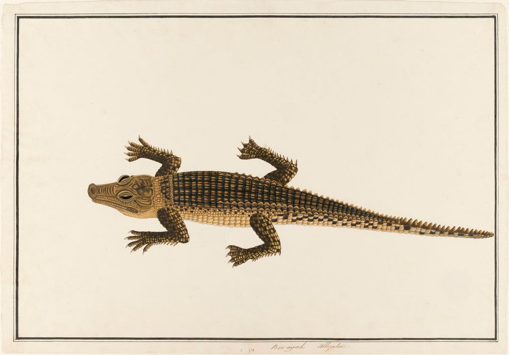 Natural History Drawings: The Complete William Farquhar Collection, Malay Peninsula 1803–1818