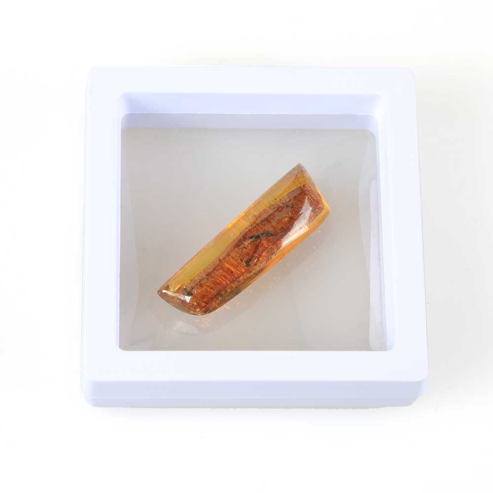 Framed Amber specimen containing preserved insects. Australian Museum Shop online