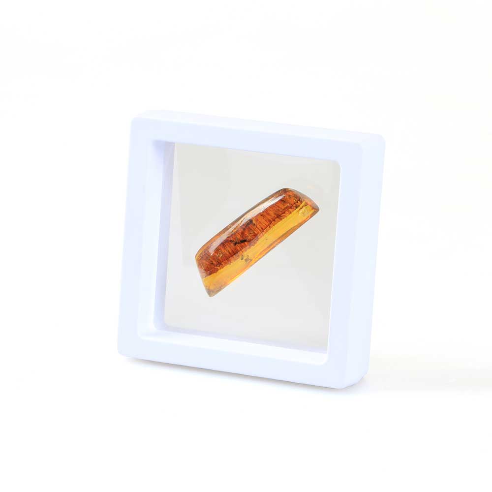 Framed Amber specimen containing preserved insects. Australian Museum Shop online