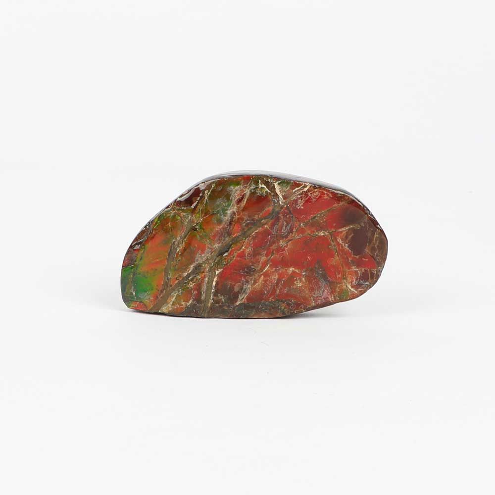  ammolite fossil with opalescence on white background