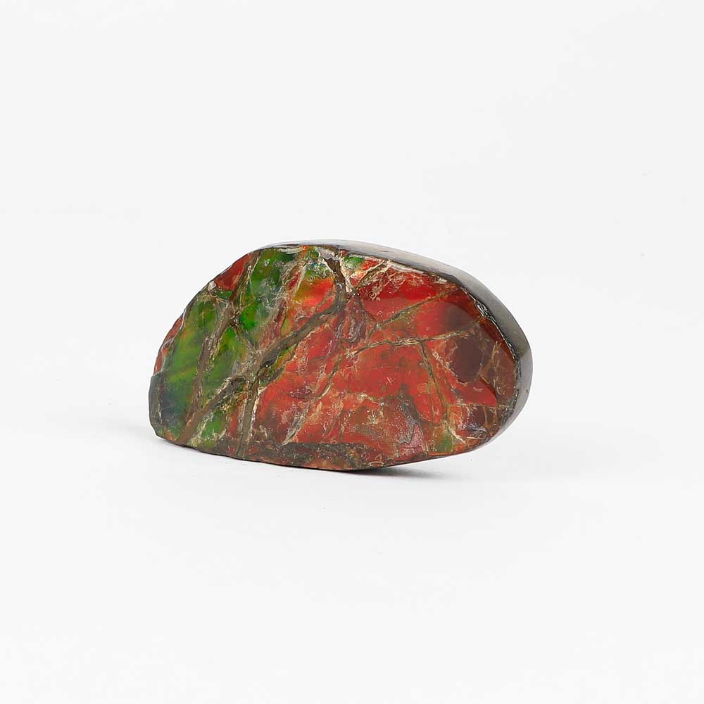  ammolite fossil with opalescence on white background