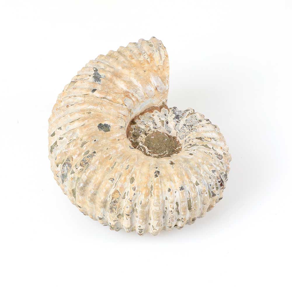 Ammonite Douvilleiceras specimen on white background