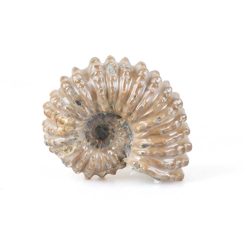 Ammonite Douvilleiceras specimen Australian Museum Shop online