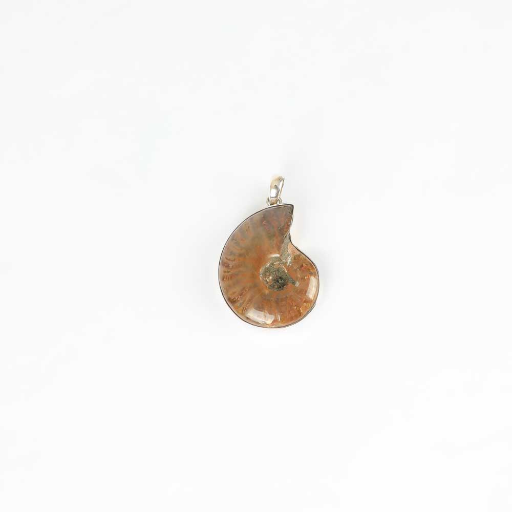 Ammonite Pendant on white background