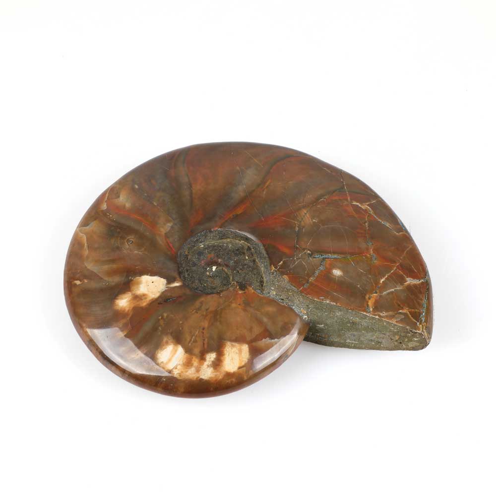 Ammonite with fire iridescence. photographed on white background. Australian museum shop online