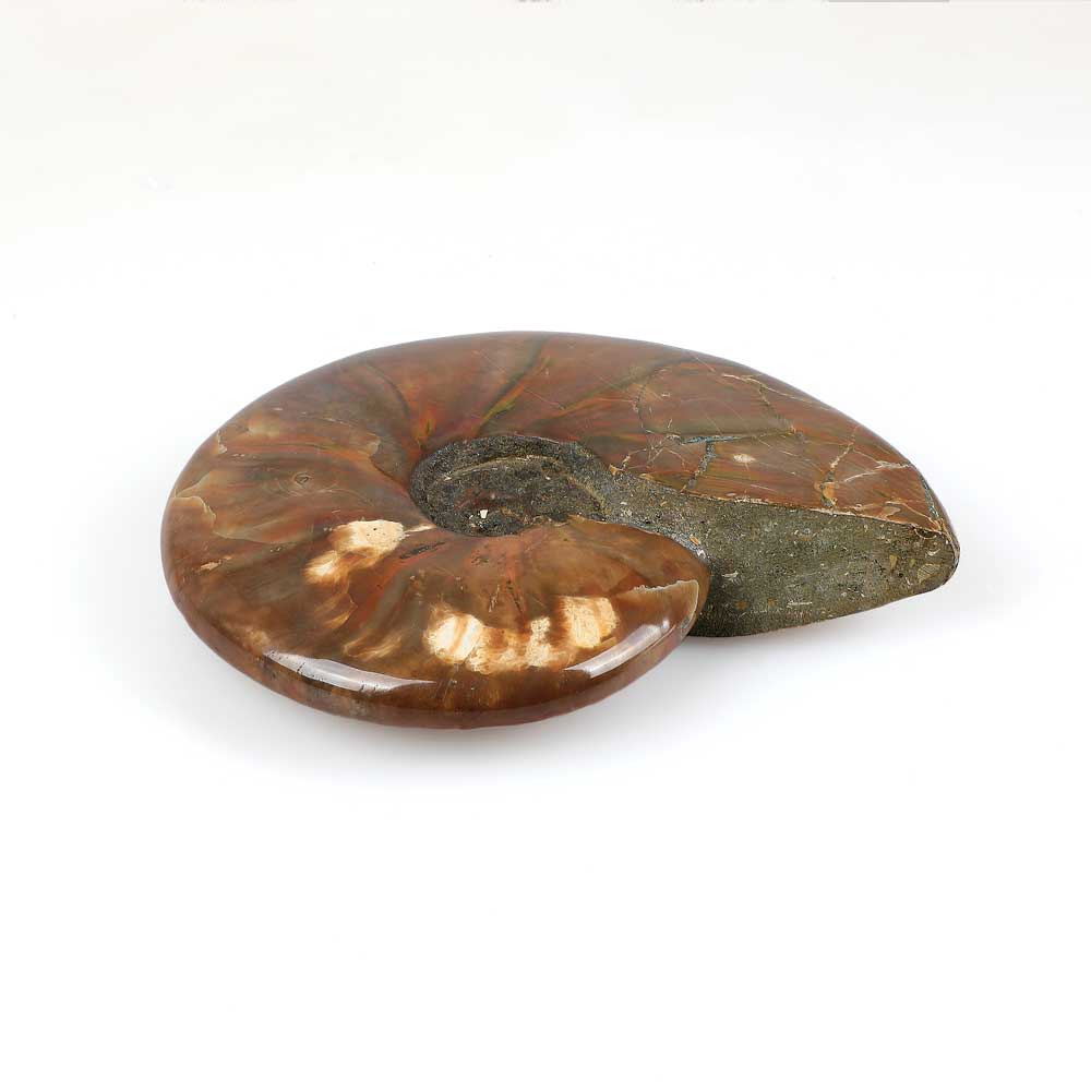 Ammonite with fire iridescence. photographed on white background. Australian museum shop online