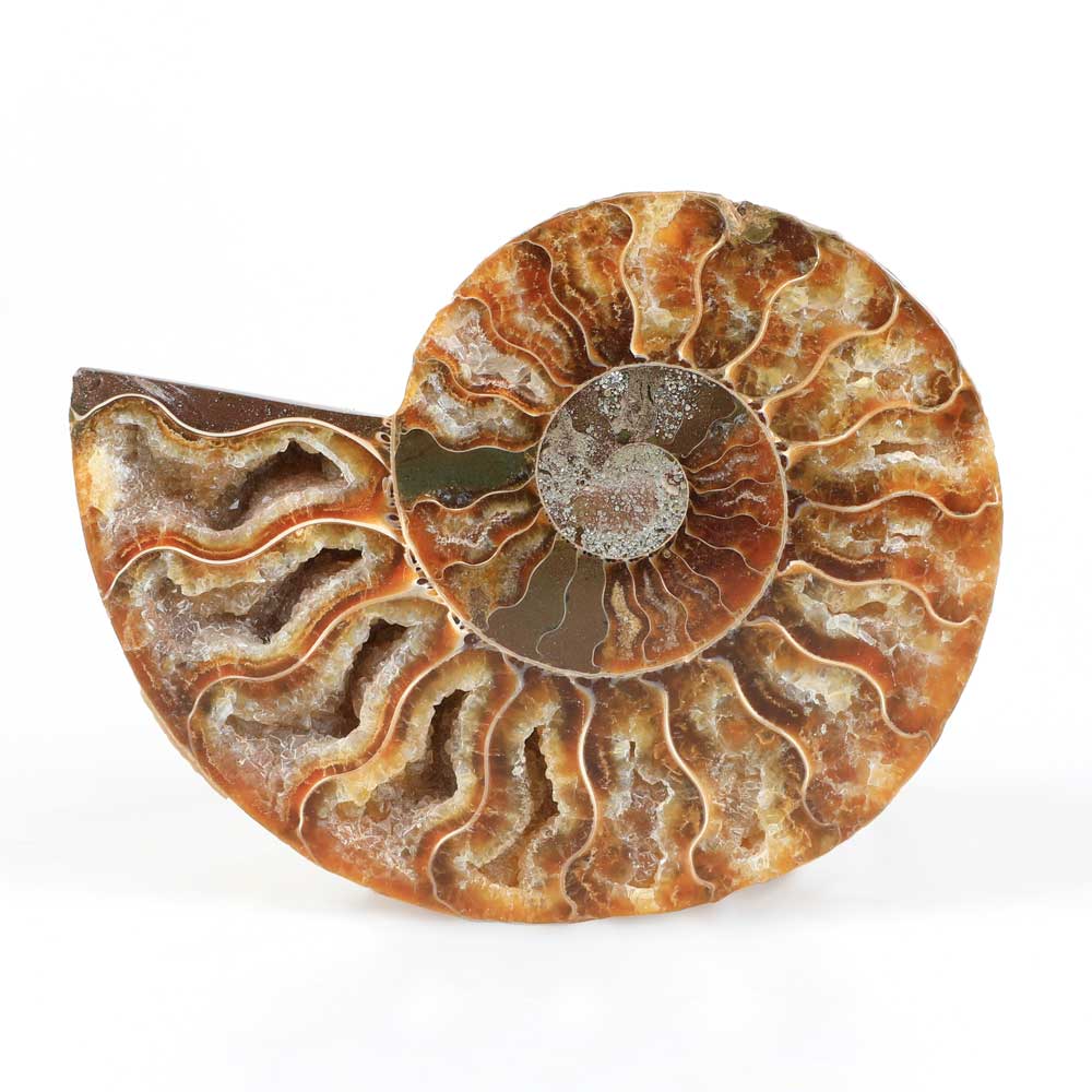 Polished ammonite specimen Australian Museum Shop online