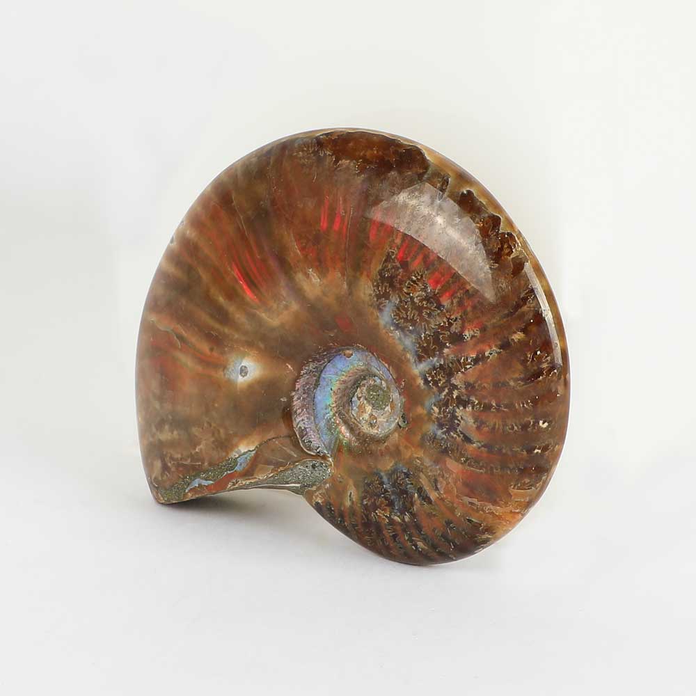 Opalised ammonite specimen on white background