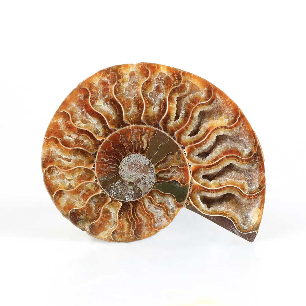 Polished ammonite specimen Australian Museum Shop online