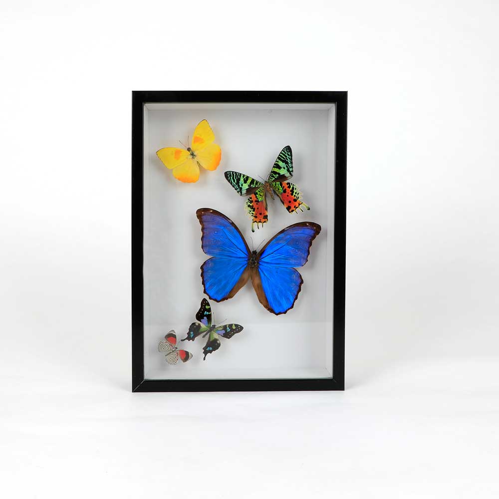 Assorted butterflies Papilio Ulysses Framed specimen on white background