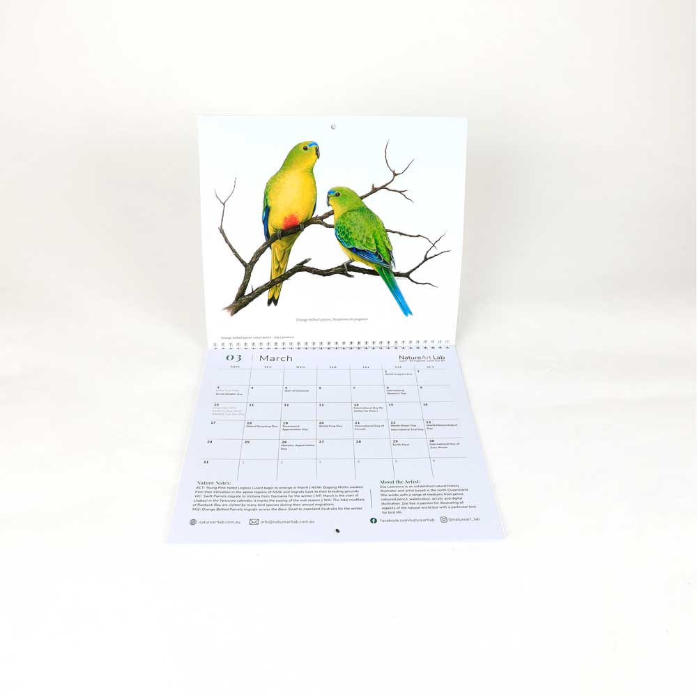 Australian natural history art calendar. March. on white background for Australian Museum Shop online