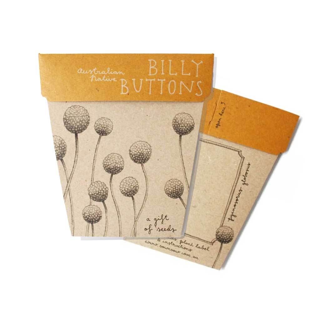 Billy Buttons seeds kit on white background. Australian Museum Shop online