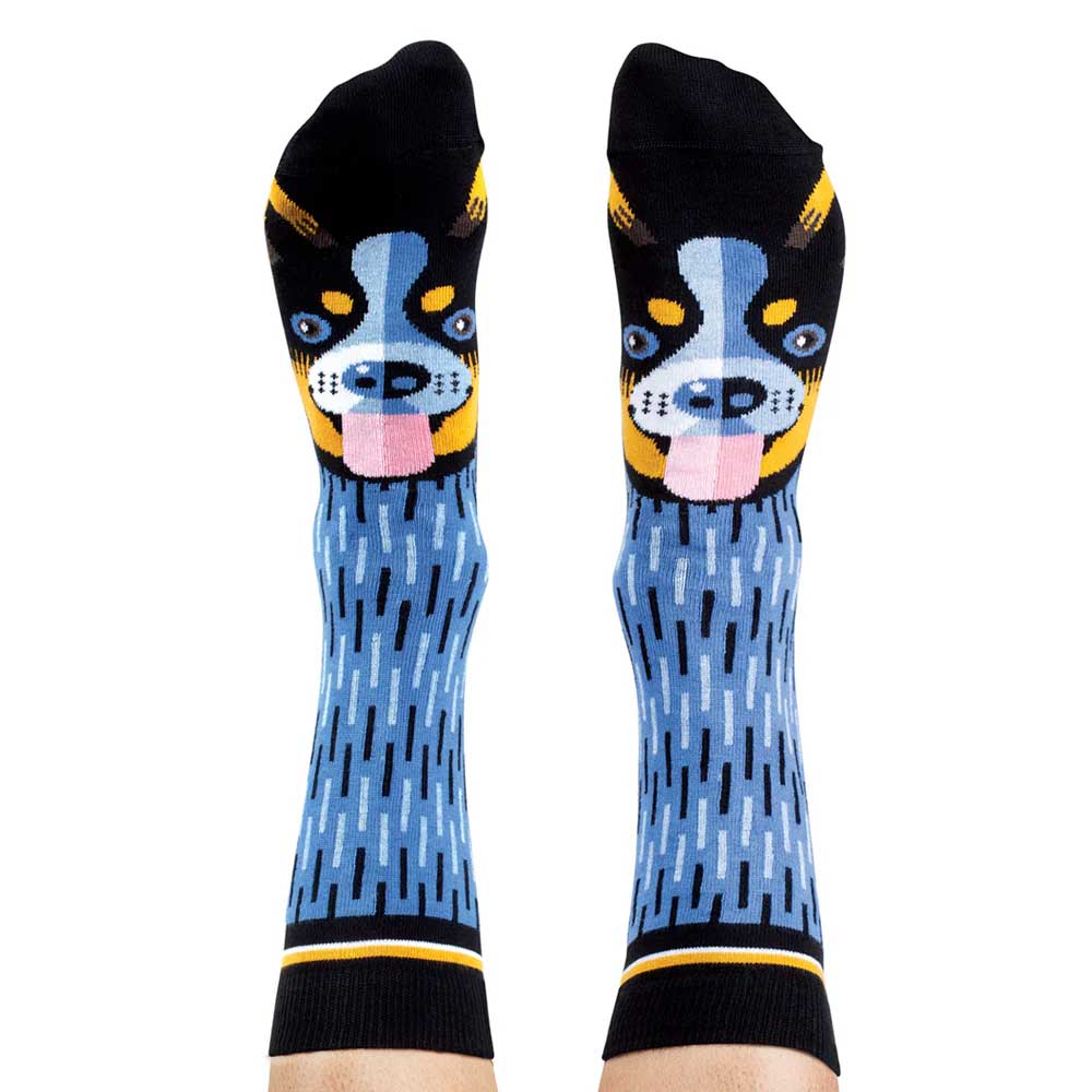 Blue Heeler socks on white background