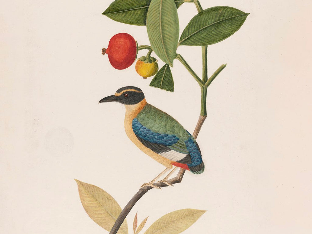 Natural History Drawings: The Complete William Farquhar Collection, Malay Peninsula 1803–1818