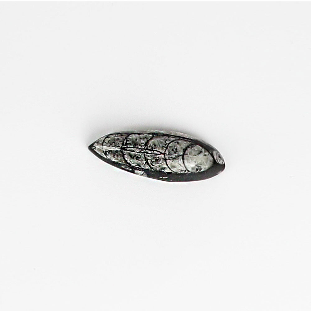 Polished Chambered Nautiloid Authentic Collectible Fossil on white background