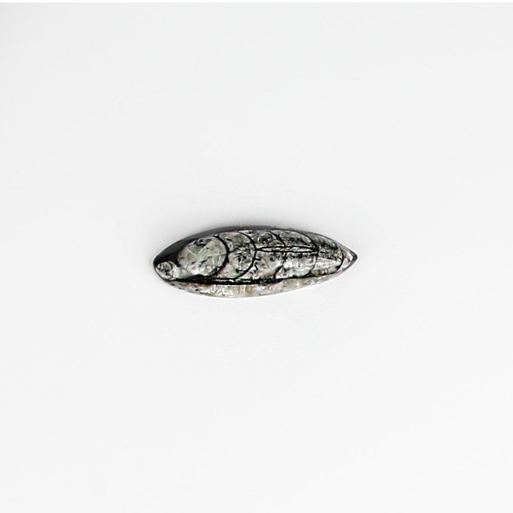Polished Chambered Nautiloid Authentic Collectible Fossil on white background
