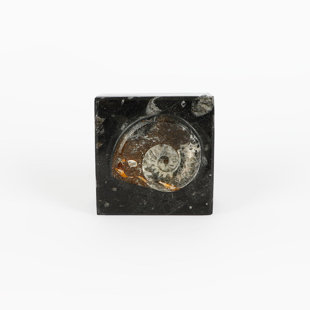 Black fossiliferous marbled jewellery box with a lid on a white background