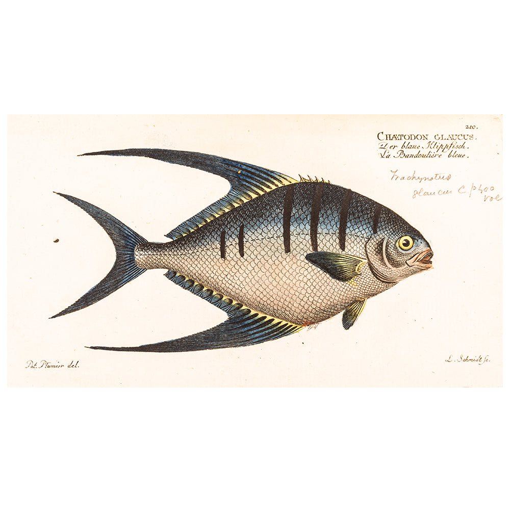 Chatodon glaucus&nbsp;- Print from Allgemeine Naturgeschichte der Fische, photographed on white background for the Australian Museum shop online