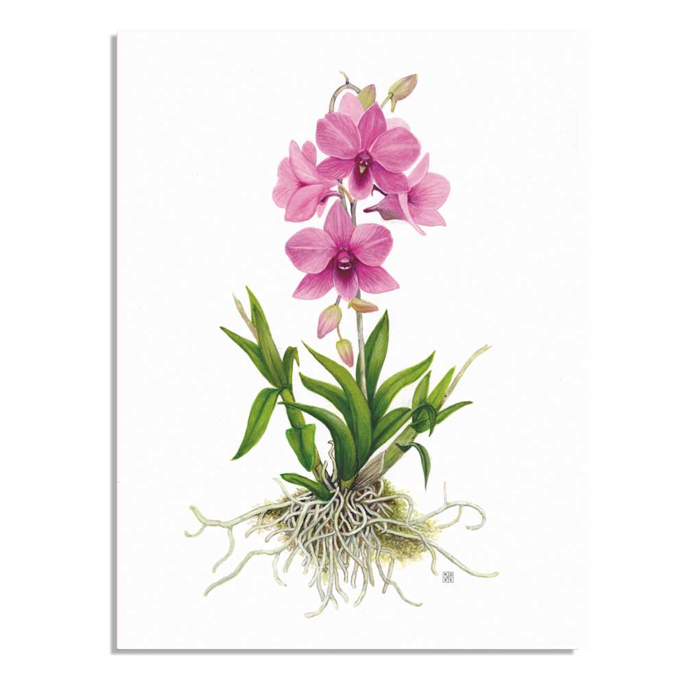 Cooktown orchid A5 Australian native flora card  on white background