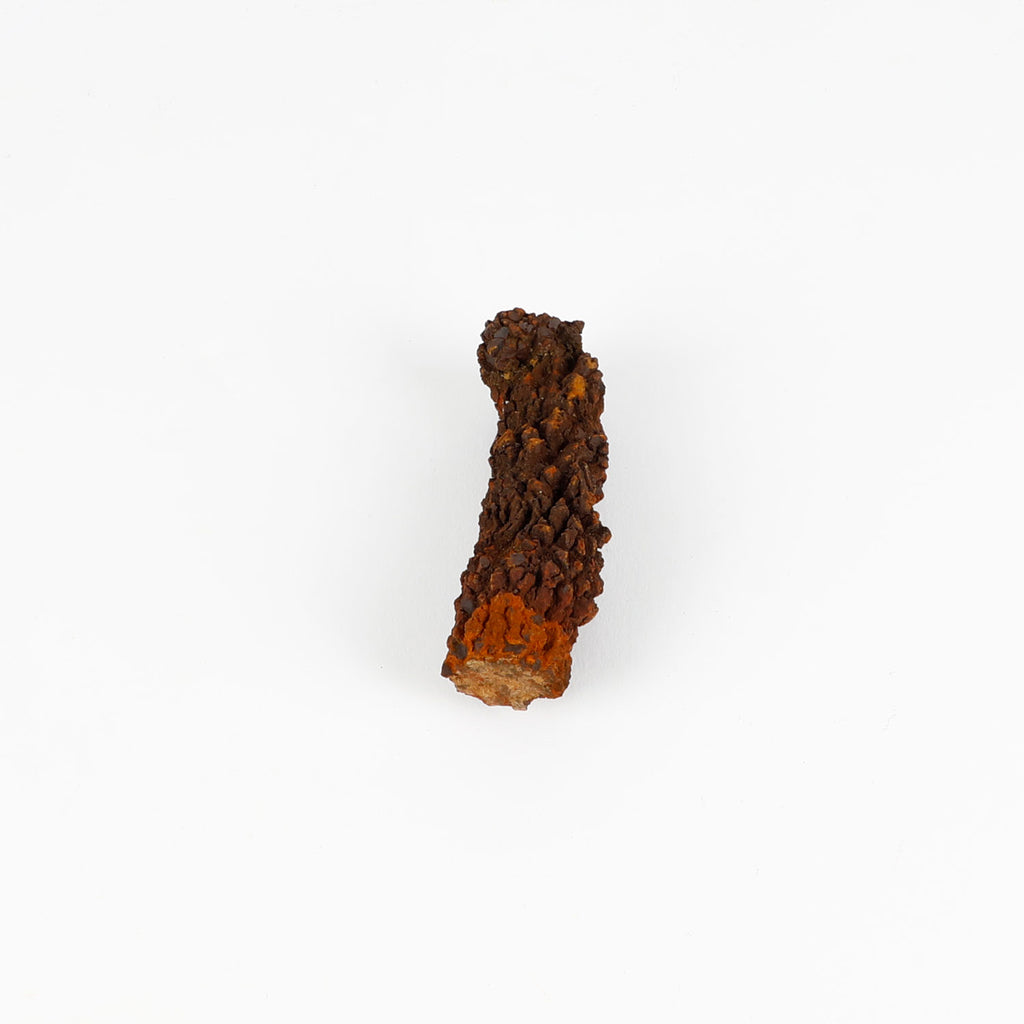 Prehistoric coprolite trace fossil from madagascar on white background
