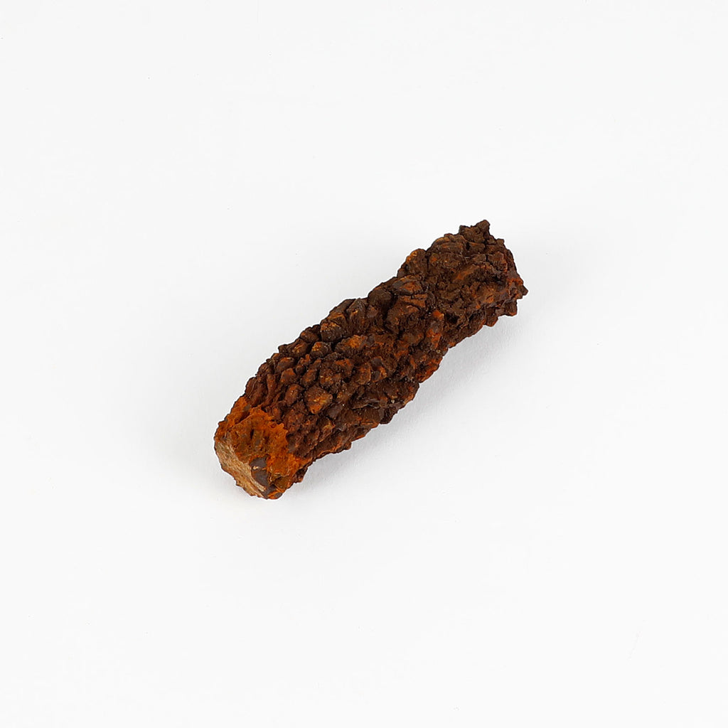 Prehistoric coprolite trace fossil from madagascar on white background
