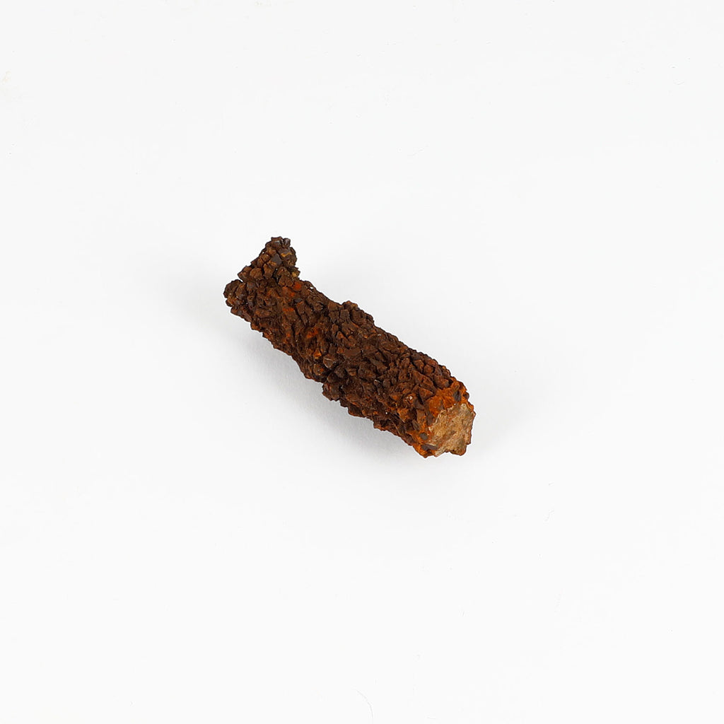 Prehistoric coprolite trace fossil from madagascar on white background