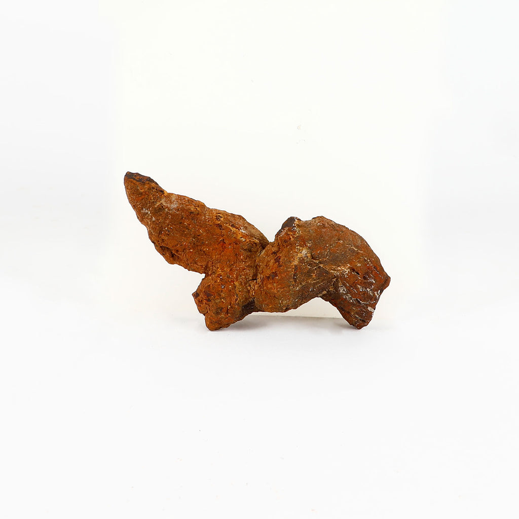 Prehistoric coprolite trace fossil from madagascar on white background