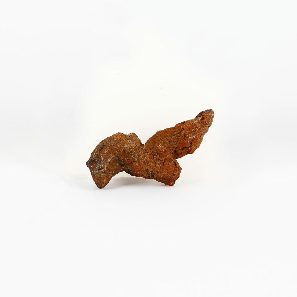 Prehistoric coprolite trace fossil from madagascar on white background