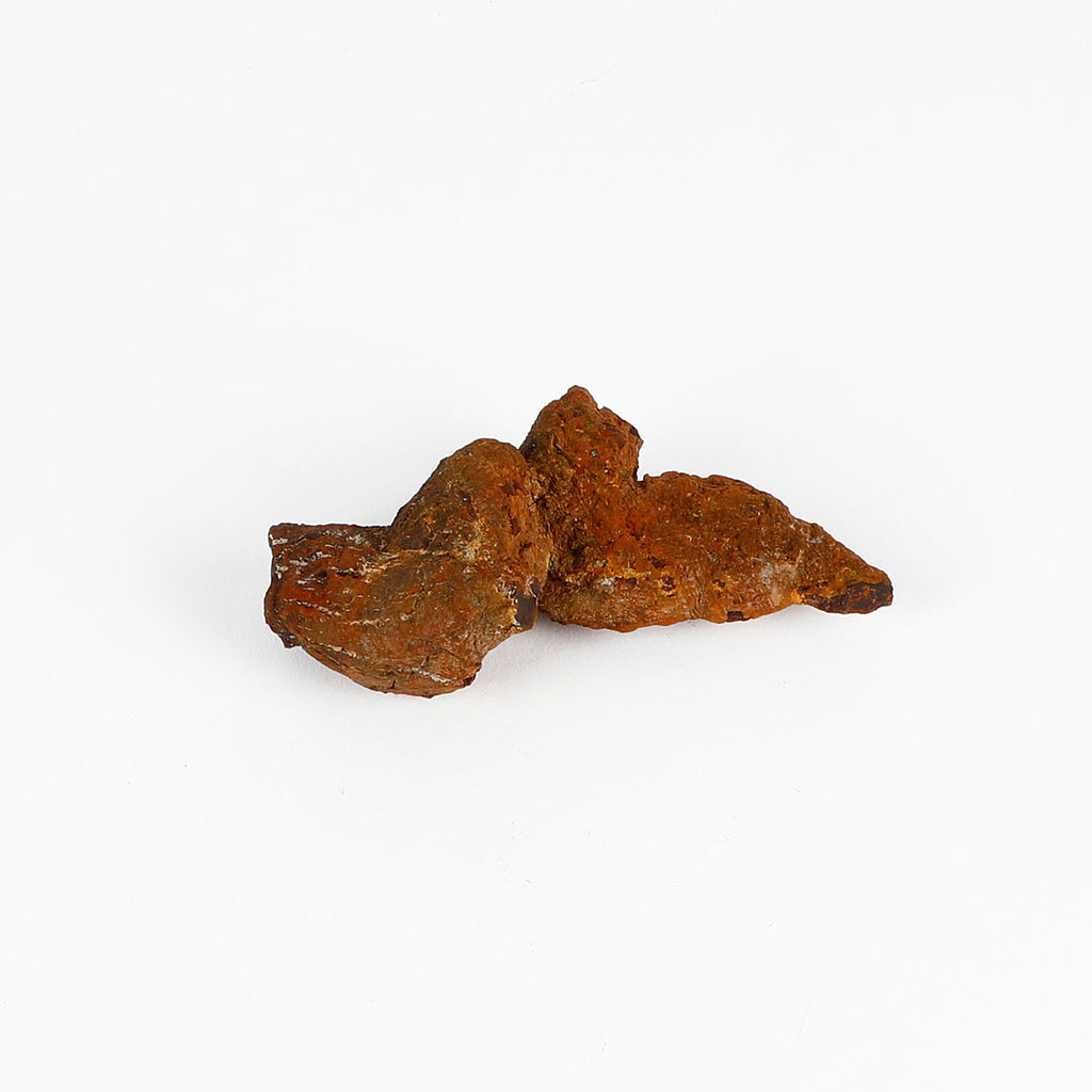 Prehistoric coprolite trace fossil from madagascar on white background